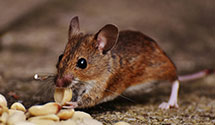 24 Hour & Emergency Exterminators in Witherspoon, AR